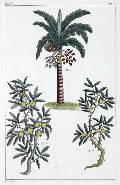 Medicinale planten, China door Unbekannt