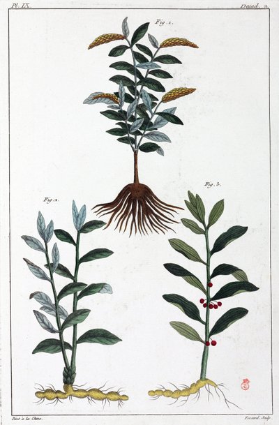 Medicinale planten, China door Unbekannt