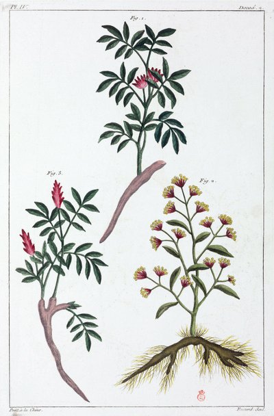 Medicinale planten, China door Unbekannt