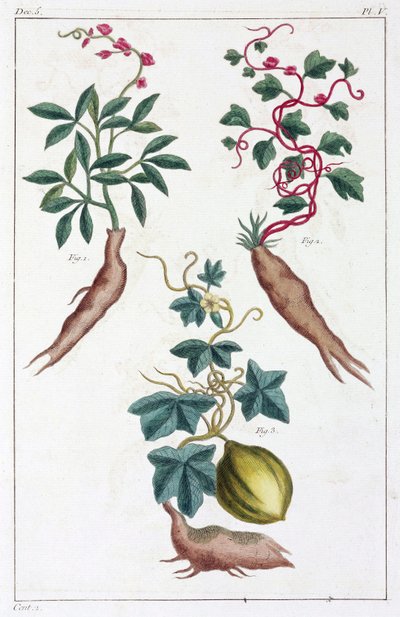 Medicinale planten, China door Unbekannt