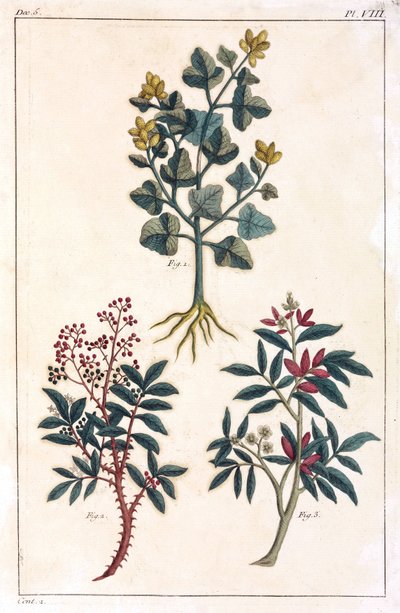 Medicinale planten, China door Unbekannt