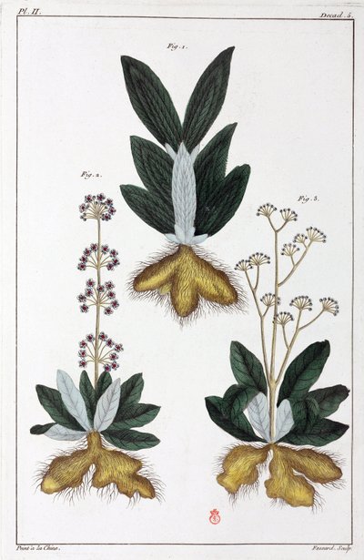 Medicinale planten, China door Unbekannt