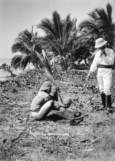 Kokospalmen planten, Solomon Island, Fiji, 1905 door Unbekannt