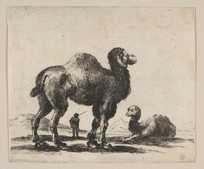 Plaat 17: kamelen, uit Diverse dieren Diversi animali door Unbekannt