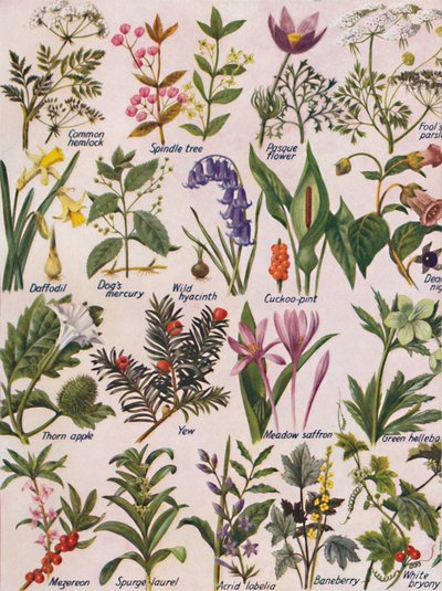Giftige planten gevonden in de Britse eilanden, 1935 door Unbekannt