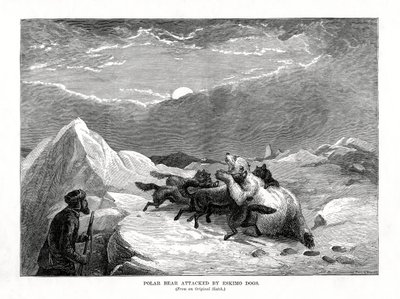 IJsbeer aangevallen door Eskimohonden, 1877 door Unbekannt
