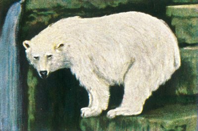 IJsbeer van Spitsbergen, ca. 1928 door Unbekannt