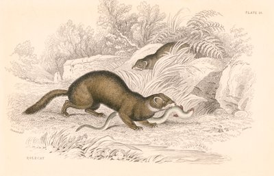 Bunzing Mustela putorius, lid van de wezels door Unbekannt