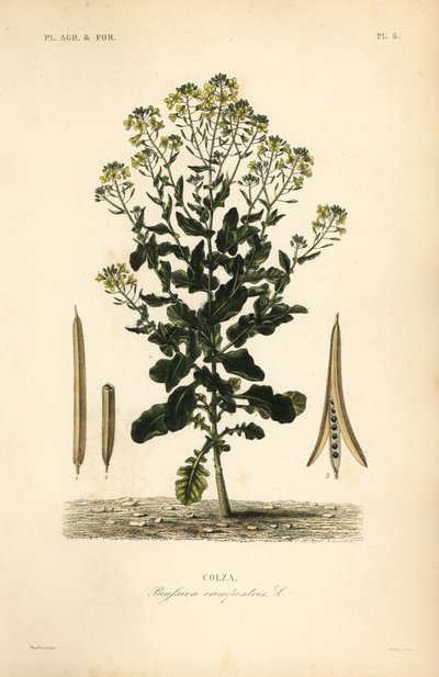 Poolse koolzaad of koolzaadolieplant, Brassica rapa, Brassica campestris, Colza door Unbekannt
