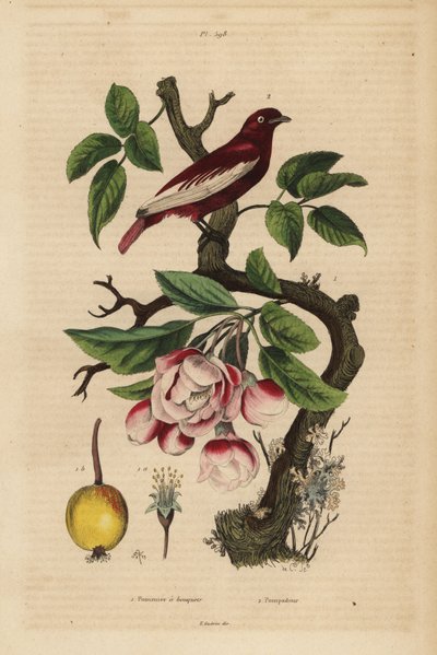 Pompadour cotinga op een appelboom, fruit, bloesem door Unbekannt