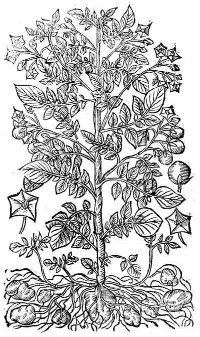 Aardappel, 1640 door Unbekannt