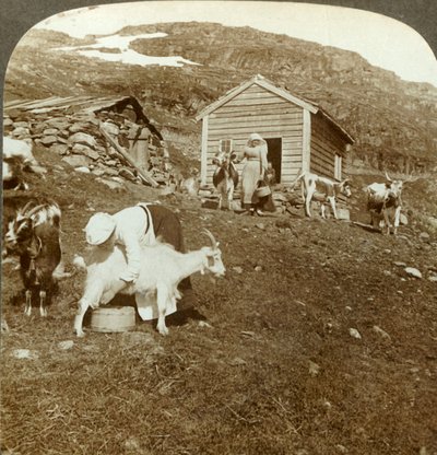 Mooie Noorse meisjes die koeien en geiten hoeden op de Haukeli-bergen, Noorwegen, ca. 1905 door Unbekannt