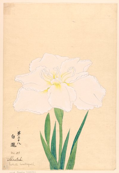 Afdruk, Witte Waterval (Shirataki), nr. 28 door Unbekannt