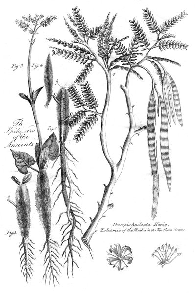 Prosopis Aculeata, 1799 door Unbekannt