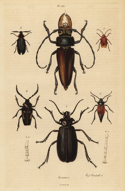Psalidognathus friendii, Madre de la Culebra, Acanthinodera cumingii, Allocerus dilaticorne, Callipogos barbatus, Anacolus sanguineus en Prionus flavipennis door Unbekannt