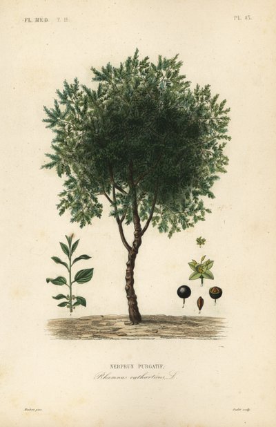 Sporkehoutboom, Rhamnus cathartica door Unbekannt