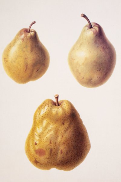 Pyrus communis / Peer 