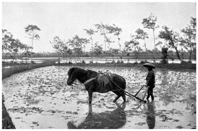 Een rijstveld harken, Japan, 1904 door Unbekannt