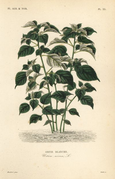 Ramie of Chinese gras, Boehmeria nivea door Unbekannt
