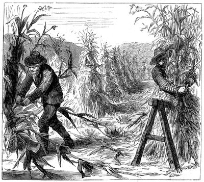 Oogsten en koren ophangen om te drogen, Lake Drie, Canada, 1880 door Unbekannt
