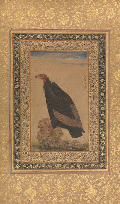 Roodkopgier, Folio uit het Shah Jahan Album, recto en verso: begin 19e eeuw door Unbekannt