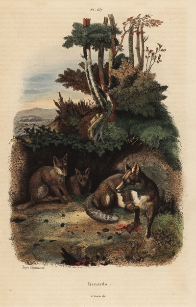Rode vossen, Vulpes vulpes, buiten een hol door Unbekannt