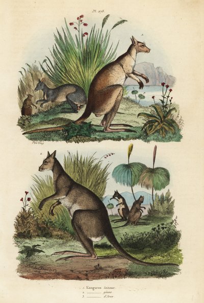 Rode kangoeroe, Macropus rufus, oostelijke grijze kangoeroe, Macropus giganteus, en donkere wallaby, Thylogale brunii door Unbekannt