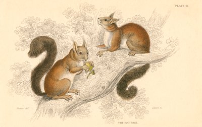 Rode eekhoorn Sciurus vulgaris, boomlevend knaagdier inheems in Europa en Azië, 1828 door Unbekannt