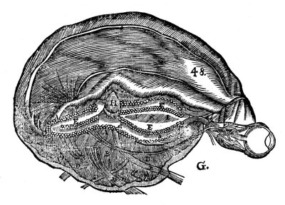 Rene Descartes diagram van de menselijke hersenen en oog, 1692 door Unbekannt