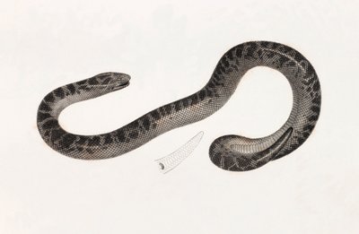 Reptielen: een slang uit Delta Boek: 