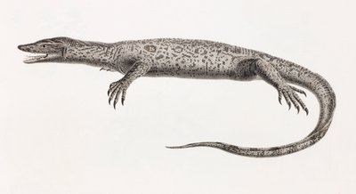 Reptielen: Tupinambis van de Nijl door Unbekannt