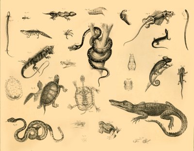 Reptielen door Unbekannt