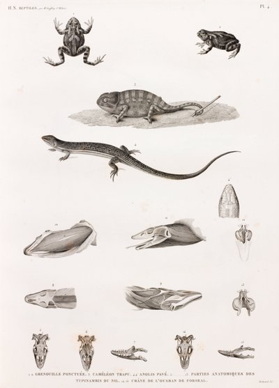 Reptielen: serie illustraties van reptielen door Unbekannt