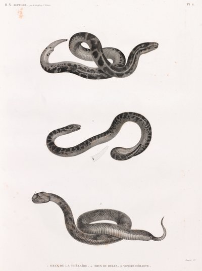 Reptielen: slangen door Unbekannt