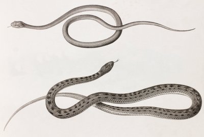 Reptielen: twee close-up afbeeldingen van illustraties van slangen door Unbekannt