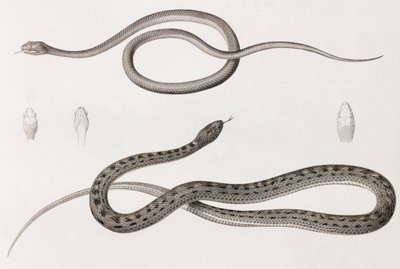 Reptielen: twee close-up afbeeldingen van illustraties van slangen door Unbekannt