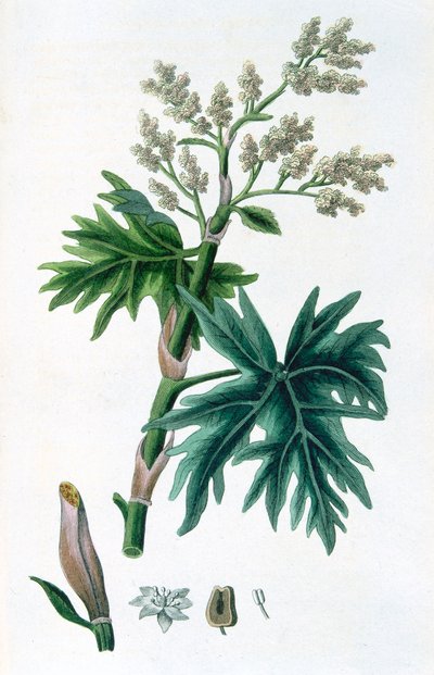 Rabarber, 1823 door Unbekannt