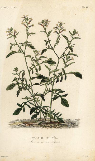Rucola, Eruca vesicaria, Eruca sativa, Roquette cultivee door Unbekannt