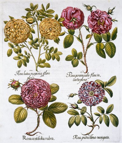Rozen, 1613 door Unbekannt