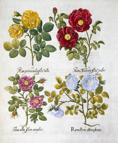 Rozen, 1613 door Unbekannt