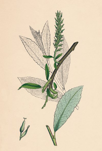 Salix phylicifolia, var. radicans. Theebladige Wilg, var. a., 19e eeuw door Unbekannt