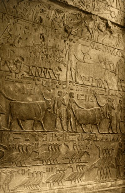 Saqqara - Graf van Ptahotep - Muurschildering, ca. 1918-ca. 1939 door Unbekannt