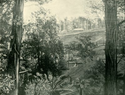 Scène bij Upper Gembrook, Victoria, 1901 door Unbekannt