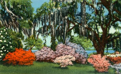 Scène in Belle Isle Gardens, nabij Georgetown, S.C., 1942 door Unbekannt