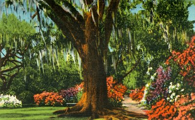 Scène in Magnolia Gardens, nabij Charleston, S.C., 1942 door Unbekannt