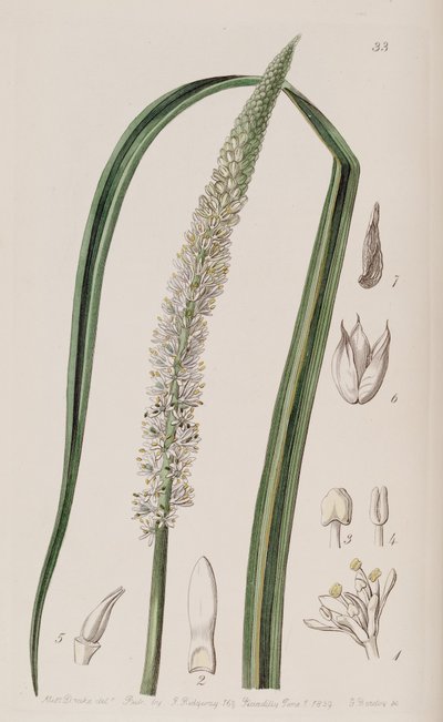Schoenocaulon officinale door Unbekannt