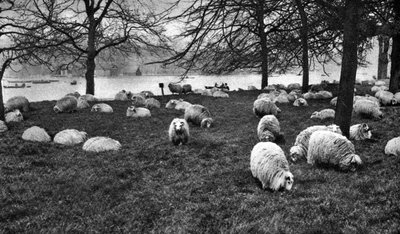 Schotse schapen bij de Serpentine, Hyde Park, Londen, 1926-1927 door Unbekannt