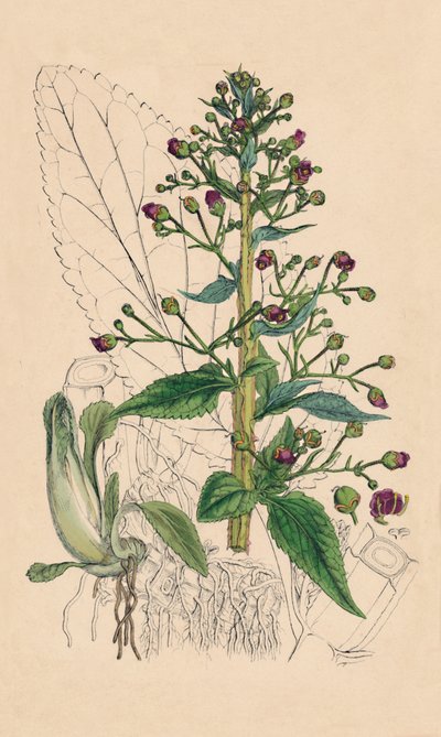 Scrophularia Ehrharti. Ehrharts Water-Betony door Unbekannt