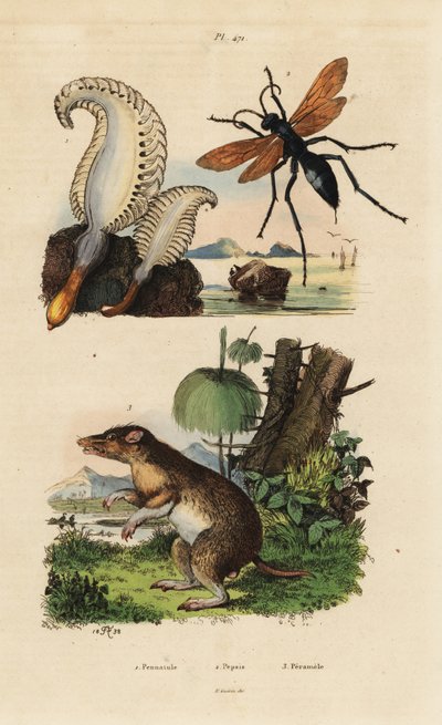 Zeepen, Pennatula phosphorea, spinwesp, Pepsis limbata, en langneusbandicoot, Perameles nasuta door Unbekannt