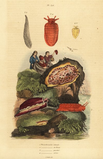 Zeenaaktslakken: Pleurobranchus reticulatus, Berthellina citrina, Pleurobranchus peronii door Unbekannt